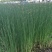 荷花60cm以上