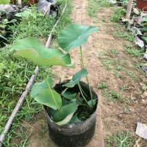 荷花60cm以上