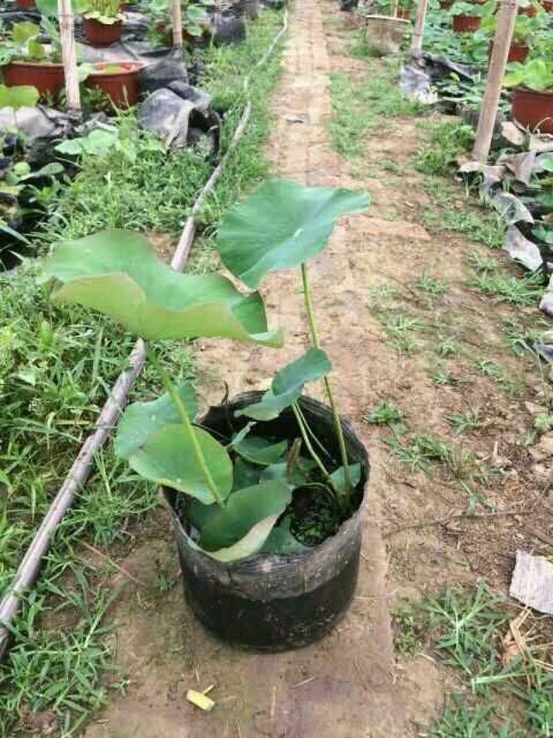 荷花60cm以上