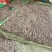北海鲜活沙虫