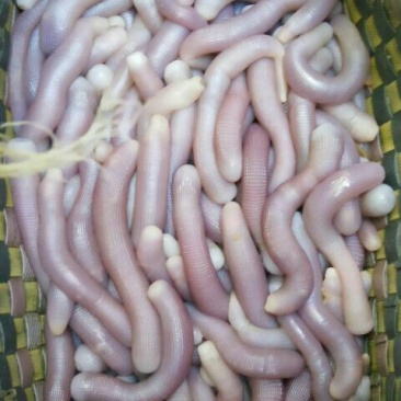 北海鲜活沙虫