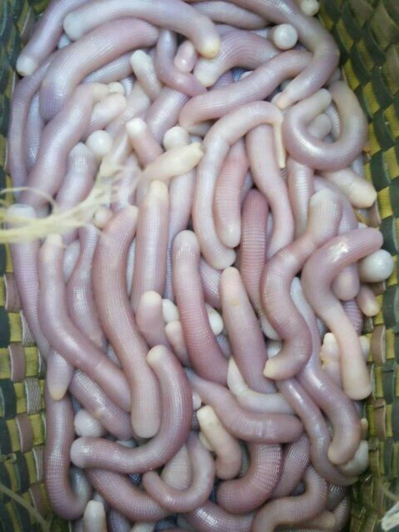 北海鲜活沙虫