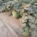蜜童西瓜3斤打底9成熟2茬