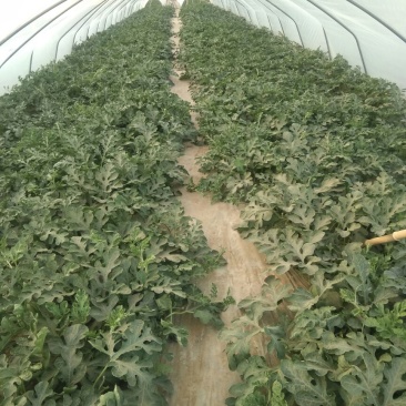 蜜童西瓜3斤打底9成熟2茬