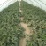 蜜童西瓜3斤打底9成熟2茬