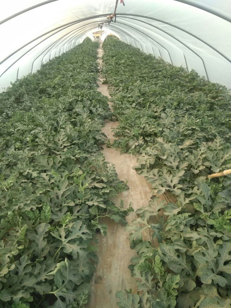 蜜童西瓜3斤打底9成熟2茬