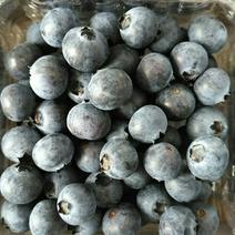 南高丛蓝莓鲜果12~14mm以上