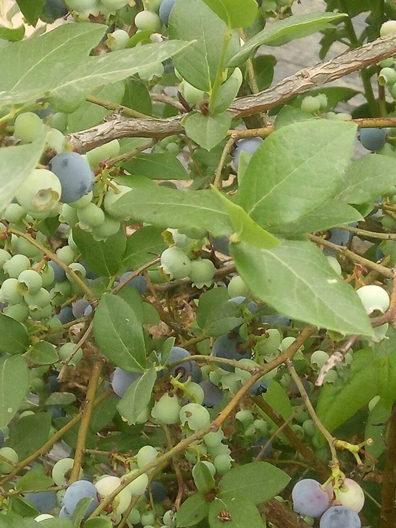 优质蓝莓鲜果当天采摘发货一件代发商超对接代收代预冷