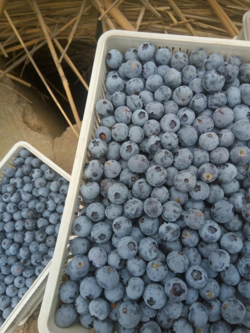 优质蓝莓鲜果当天采摘发货一件代发商超对接代收代预冷