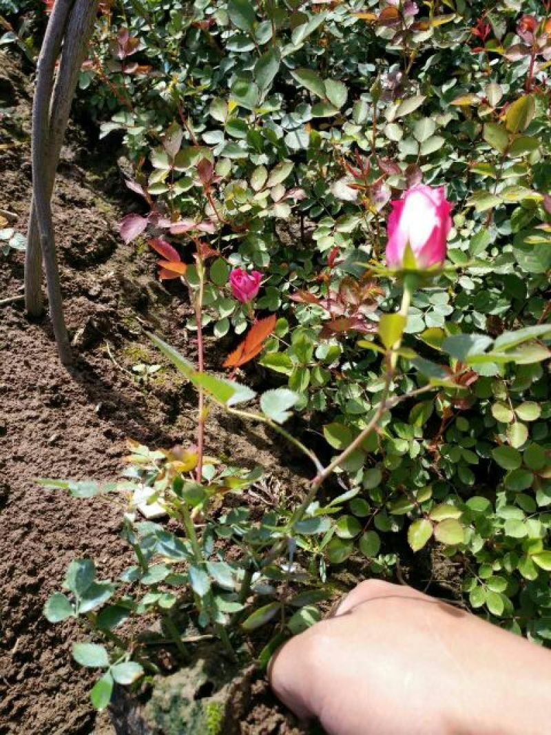 月季20~30cm，50-60cm高度