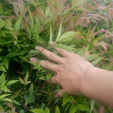 绿化苗木南天竹，南天竹小苗10~30cm