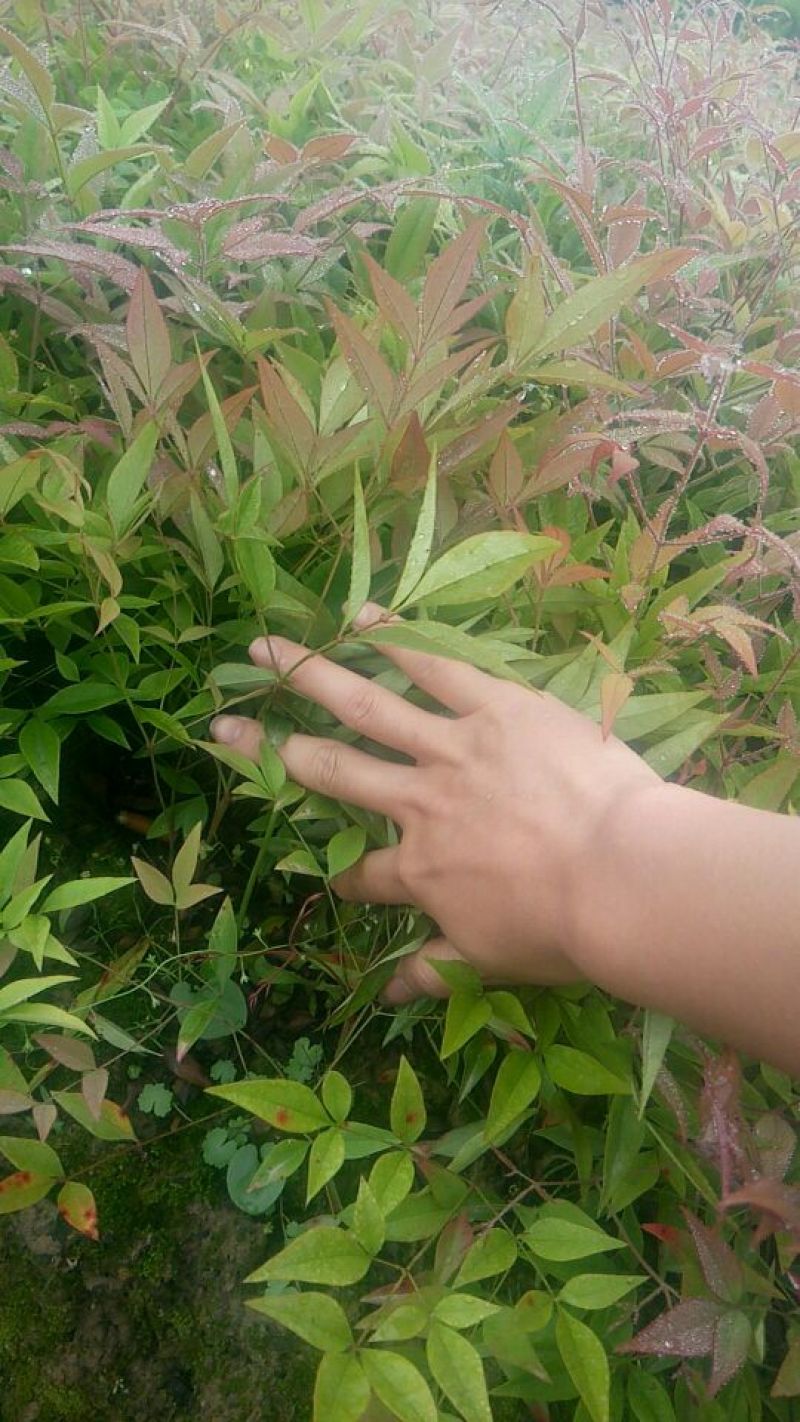 绿化苗木南天竹，南天竹小苗10~30cm