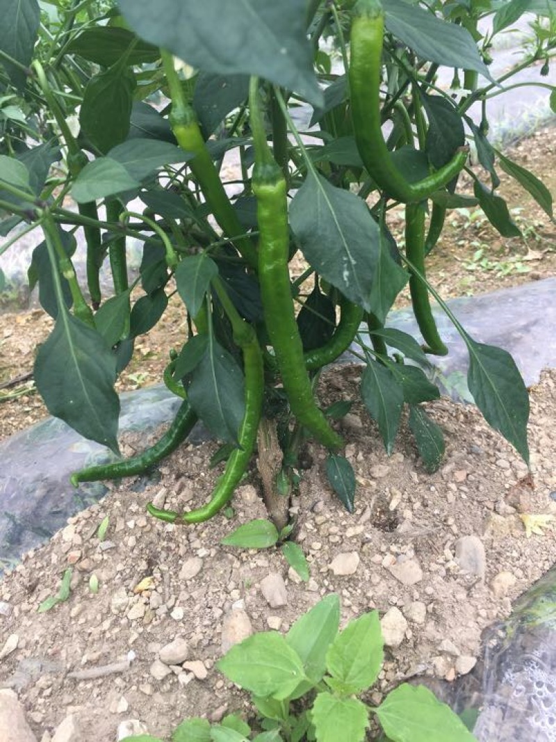 线椒