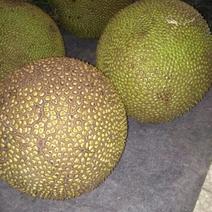 菠萝蜜5~10公斤