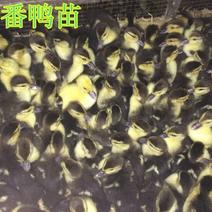 大种番鸭苗黑白番鸭苗出售提供番鸭养殖技术