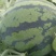 精品双星西瓜产地直发量大价优九成熟以上有专业验瓜队