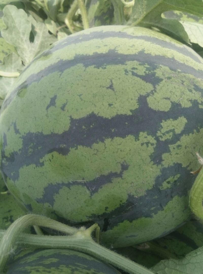 精品双星西瓜产地直发量大价优九成熟以上有专业验瓜队