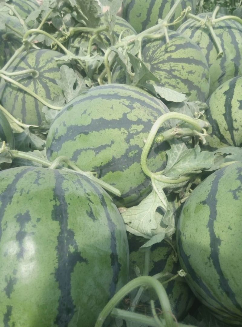 精品双星西瓜产地直发量大价优九成熟以上有专业验瓜队