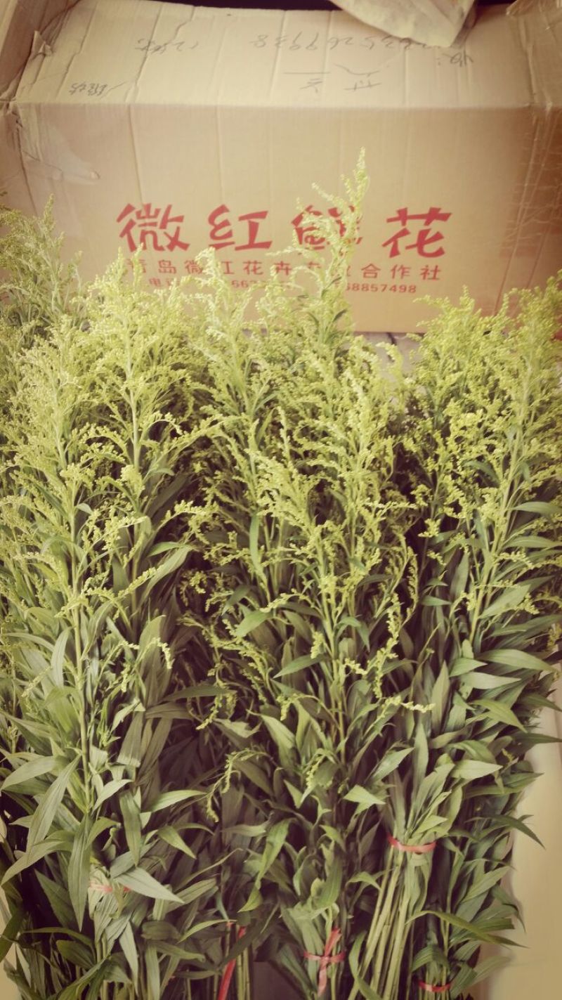 黄莺草50~100cm