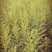 黄莺草50~100cm
