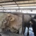 西门塔尔牛犊600kg以上