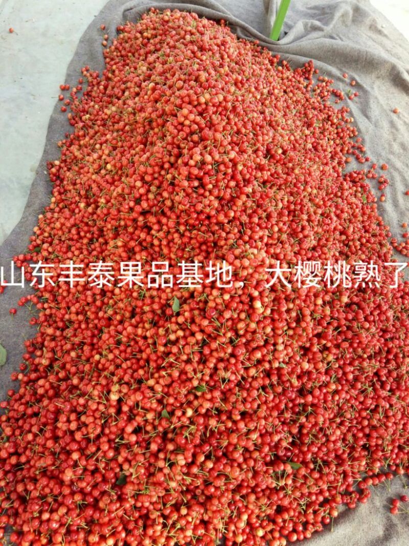 红灯樱桃10~15mm