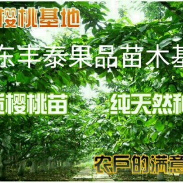 红灯樱桃10~15mm