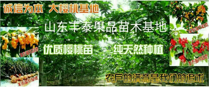 红灯樱桃10~15mm