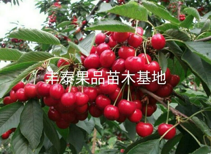 红灯樱桃10~15mm