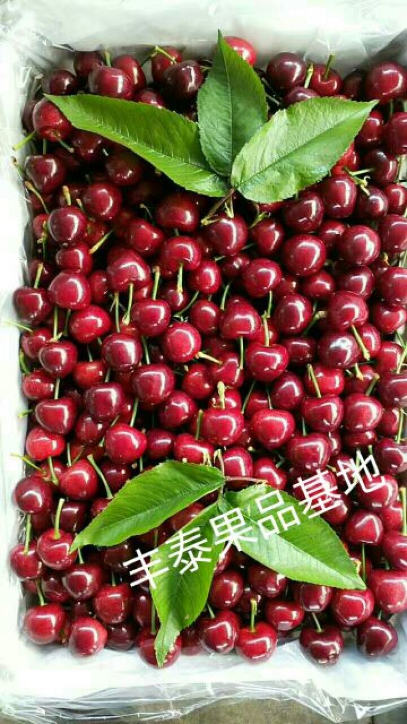 红灯樱桃10~15mm