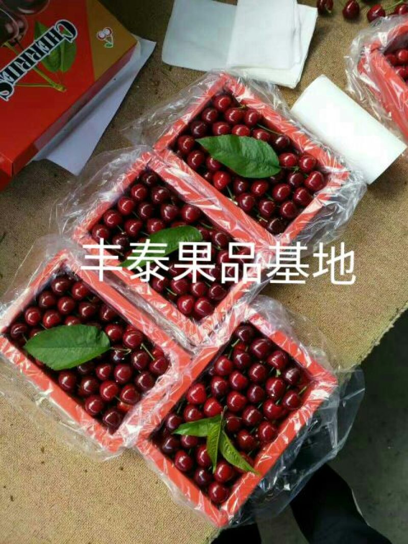 红灯樱桃10~15mm
