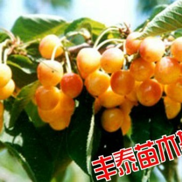 黄蜜樱桃