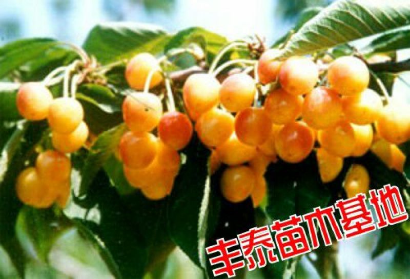 黄蜜樱桃