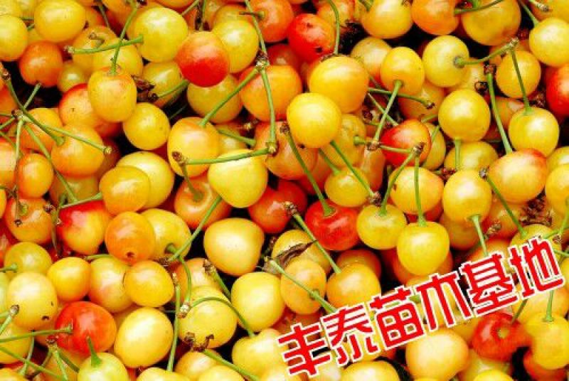 黄蜜樱桃