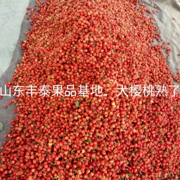 大樱桃发全国水果市场，美早，红灯，黄蜜，先锋，黑珍珠，
