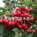 樱桃苗种植樱桃苗,基地自育苗木批发