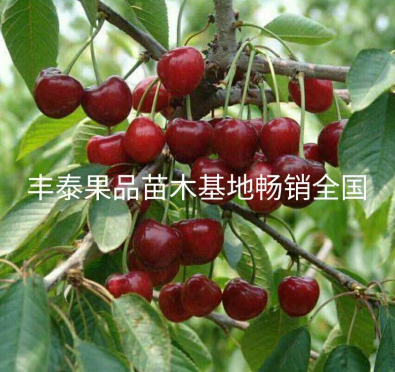 樱桃苗种植樱桃苗，基地自育苗木批发