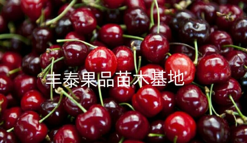 樱桃苗种植樱桃苗，基地自育苗木批发