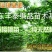 樱桃苗种植樱桃苗,基地自育苗木批发