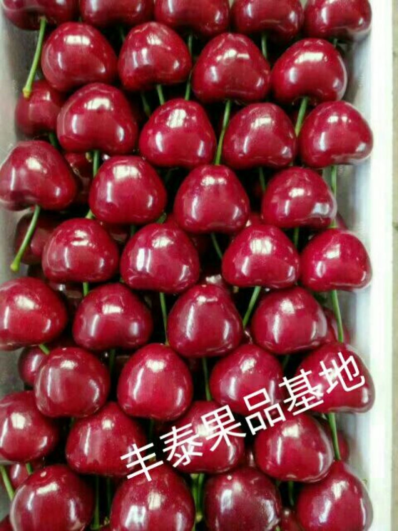 樱桃苗种植樱桃苗，基地自育苗木批发