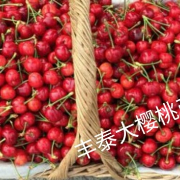 大樱桃樱桃产地批发红灯黄蜜先锋美早发全国各地水果市场