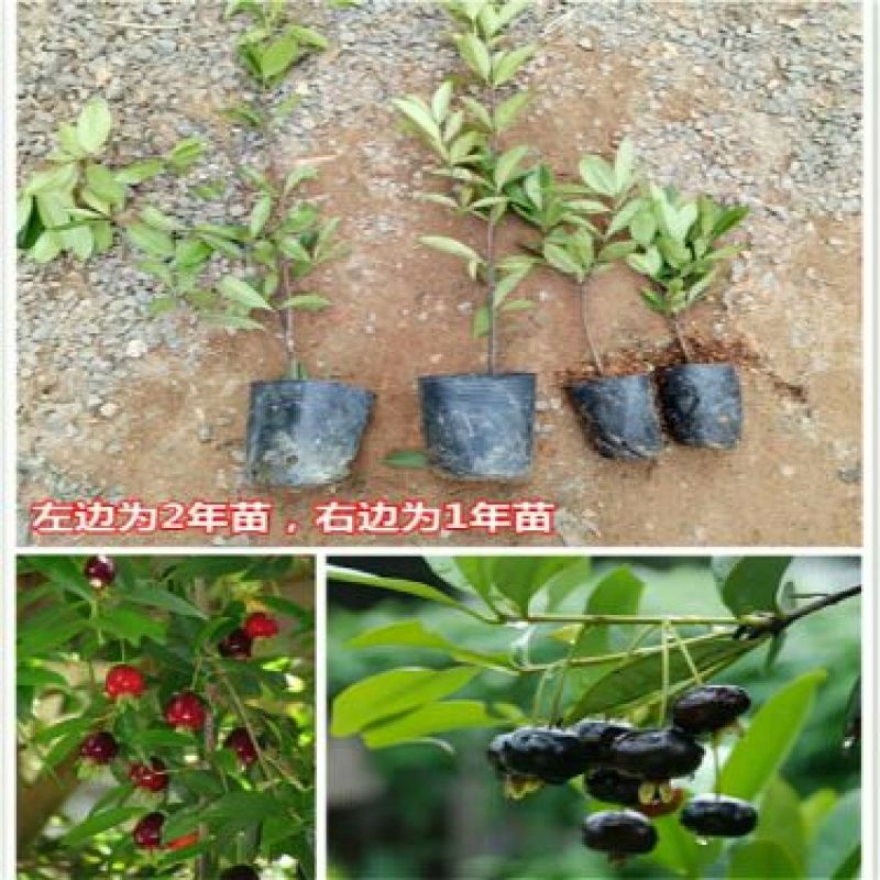 樱桃树苗3年30~50cm
