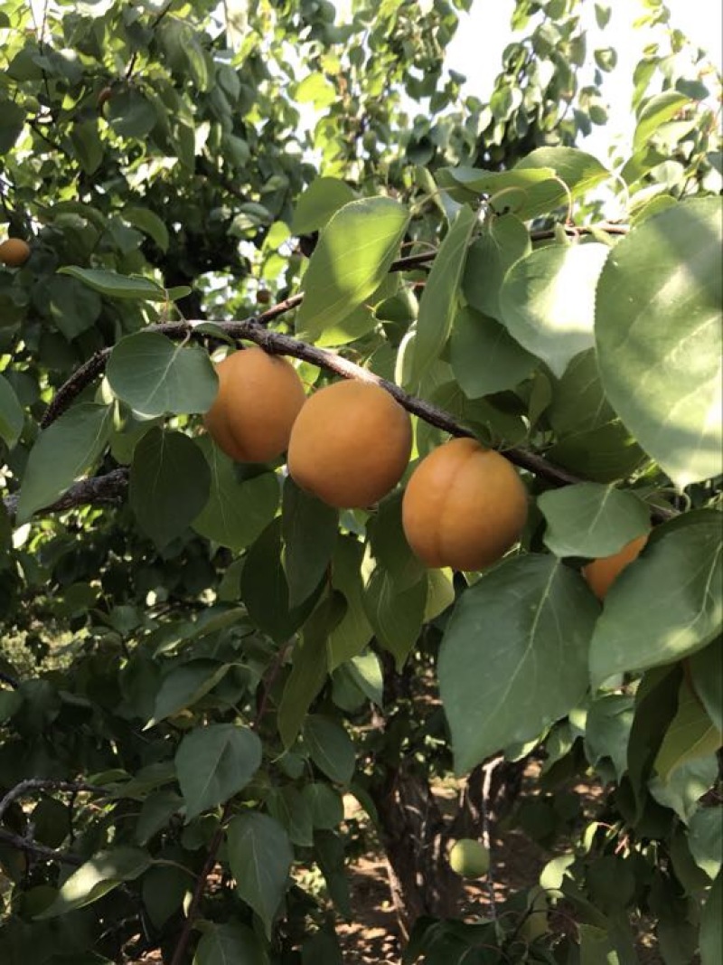 金太阳杏
