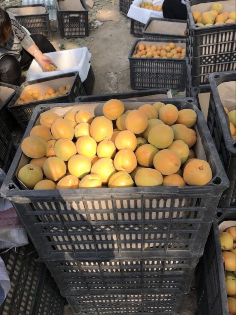 金太阳杏