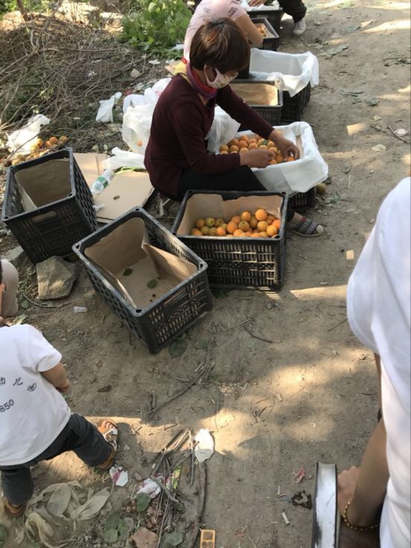 金太阳杏
