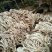 广昌茶树菇开伞干茶薪菇干货新鲜特级非野生19年新