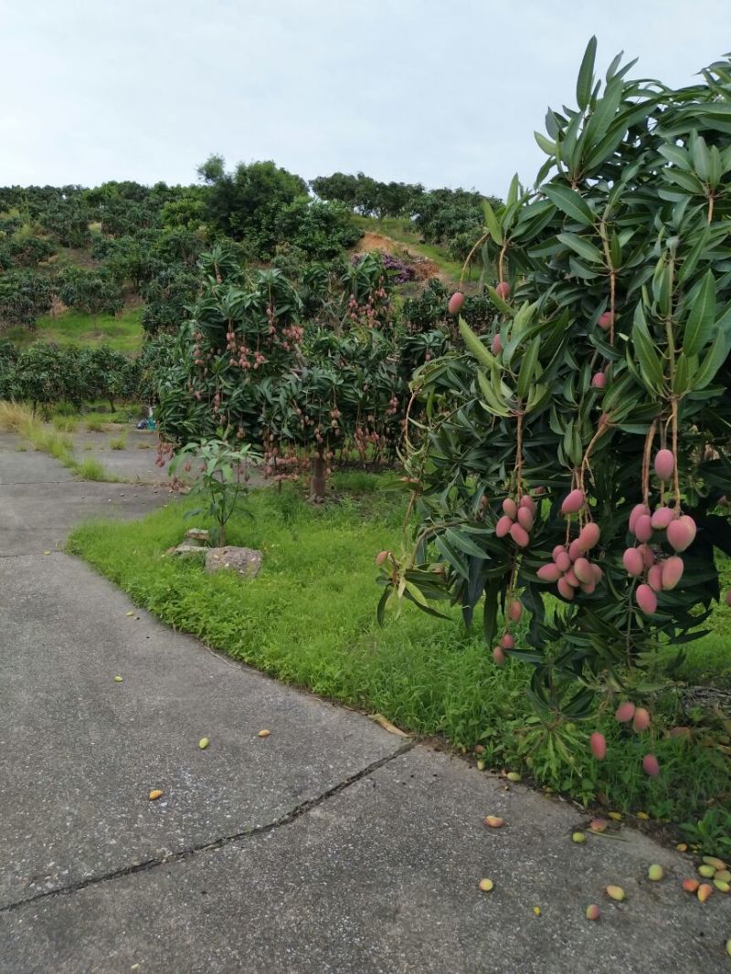 广西百色市田阳区贵妃大量供应