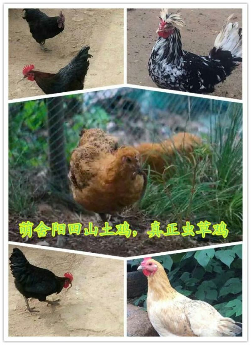 土鸡蛋食用50g以下