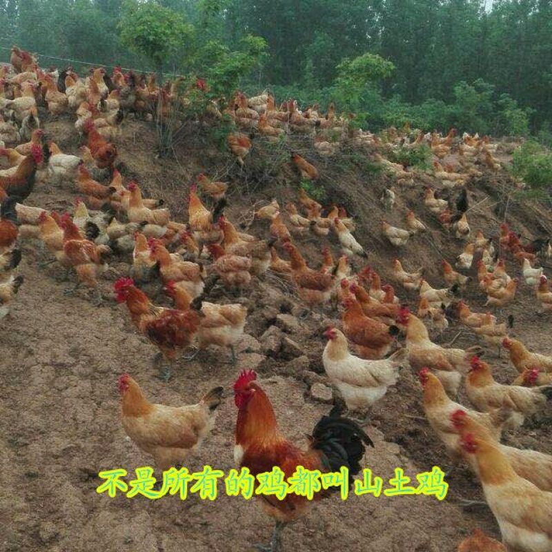 土鸡蛋食用50g以下