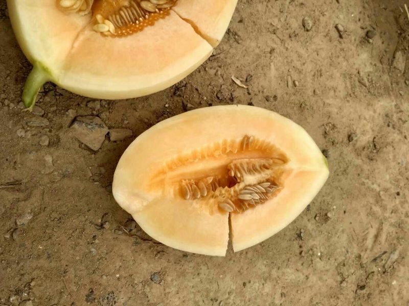 东方蜜1号甜瓜1.5斤以上皮薄肉多香甜可口一手货